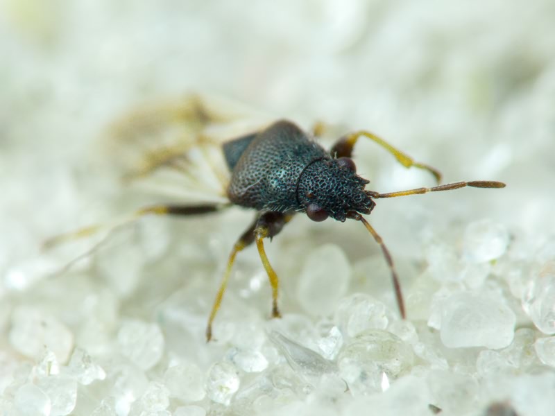Metopoplax origani (Kolenati, 1845)
